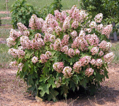 Munchkin Dwarf Oakleaf Hydrangea