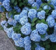 Nikko Blue Mophead Hydrangea