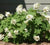  Sikes Dwarf Oakleaf Hydrangea Hydrangea quercifolia 'sikes dwarf'
