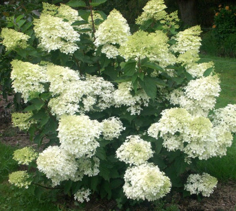 Phantom Hydrangea Paniculata