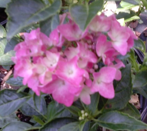 Pia Pink Elf Mophead Hydrangea