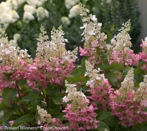 Pinky Winky® Hardy Hydrangea