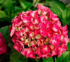Red Sensation Next Generation Mophead Hydrangea