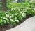  Sikes Dwarf Oakleaf Hydrangea Hydrangea quercifolia 'sikes dwarf'