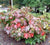  Sikes Dwarf Oakleaf Hydrangea Hydrangea quercifolia 'sikes dwarf'