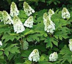 Snow Queen Oakleaf Hydrangea