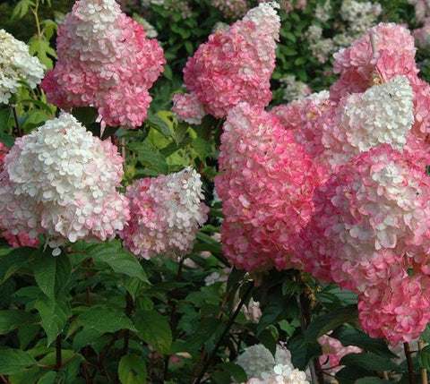 First Editions® Strawberry Sundae® Hydrangea