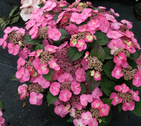 Tuff Stuff™ Reblooming Mountain Hydrangea