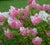 Vanilla Strawberry Hydrangea   ( hydrangea paniculata 'vanilla strawberry' )