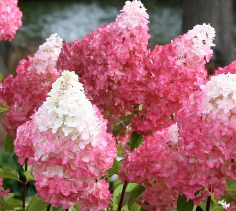 First Editions® Vanilla Strawberry™ Panicle Hydrangea