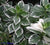 Mariesii Variegated Lacecap Hydrangea  " hydrangea macrophylla mariesii variegata "