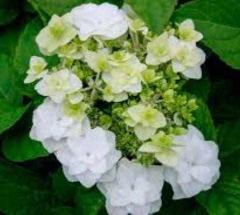 Wedding Gown White Double Delights Hydrangea