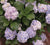 Wedding Ring Next Generation Hydrangea