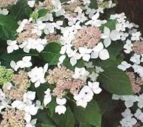 White Wave Lacecap Hydrangea