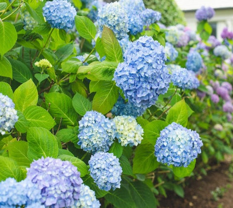 All Summer Beauty Hydrangea