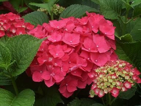 Masja Pink Mophead Hydrangea