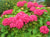 Masja Pink Mophead Hydrangea