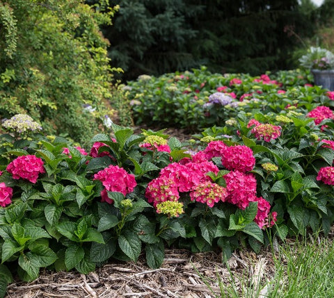 Summer Crush Endless Summer® Hydrangea