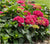 Summer Crush Endless Summer® Hydrangea