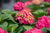 Summer Crush Endless Summer® Hydrangea