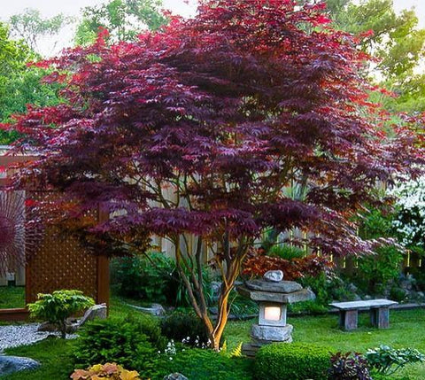 Bloodgood Upright Red Japanese Maple