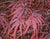 Crimson Queen Japanese Maple