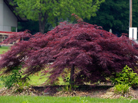 Crimson Queen Japanese Maple