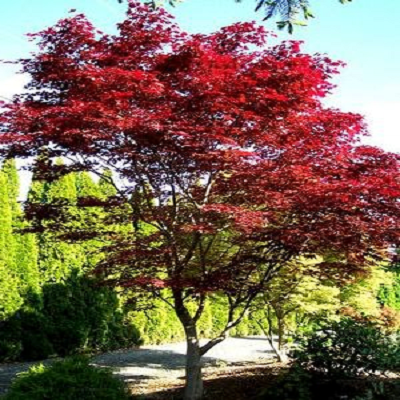 Emperor 1 Red Japanese Maple