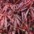 Inaba Shidare laceleaf weeping japanese maple