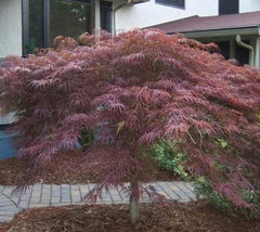 Inaba Shidare laceleaf weeping japanese maple