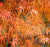 Koto No Ito ( Harp String ) Japanese Maple
