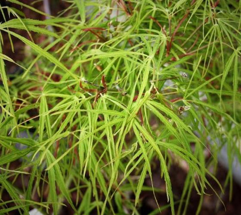 Koto No Ito ( Harp String ) Japanese Maple