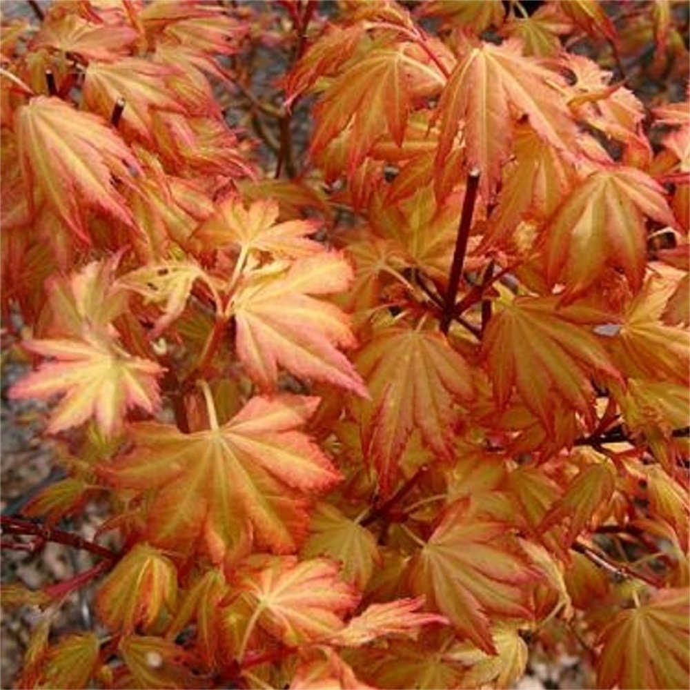 Orange Dream Japanese Maple | New Life Nursery