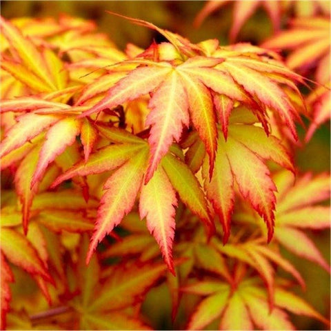 Orange Dream Japanese Maple