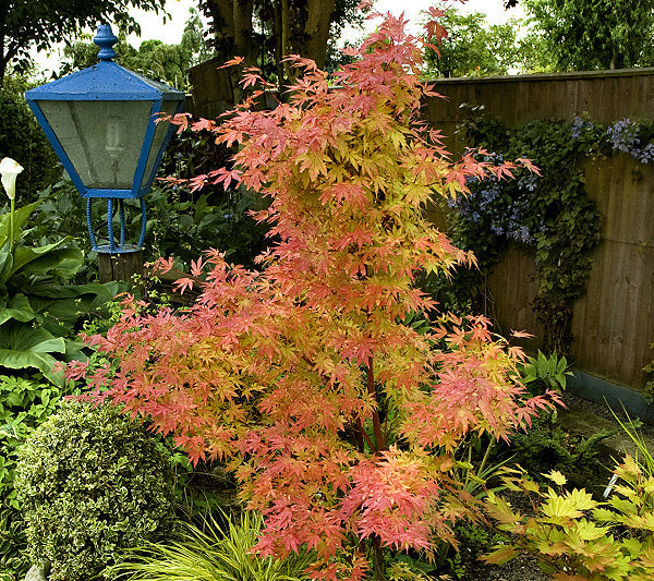 Orange Dream Japanese Maple | New Life Nursery