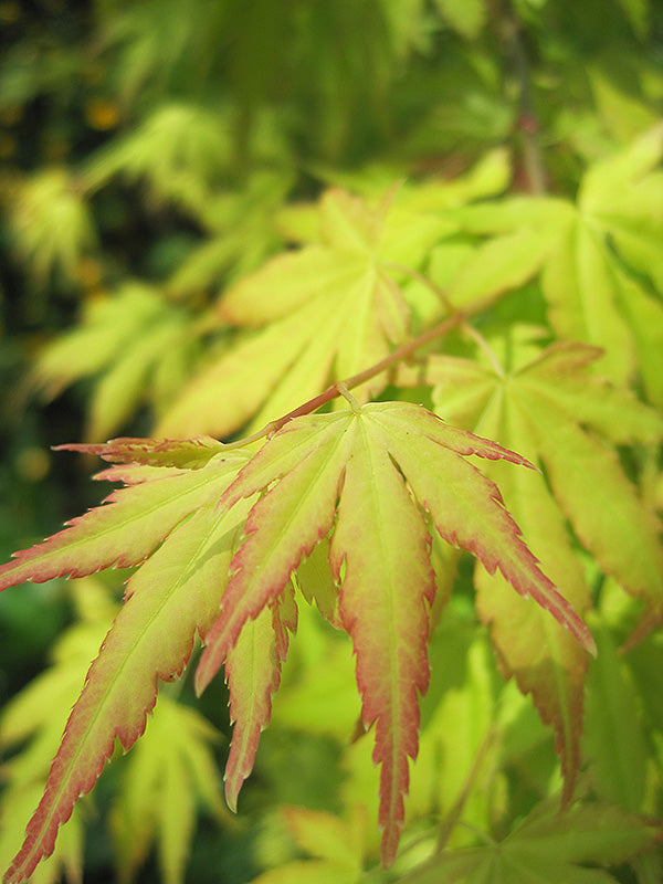 Orange Dream Japanese Maple | New Life Nursery