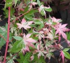 Orido Nishiki Variegated Upright Japanese Maple