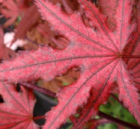 Purple Ghost Japanese Maple