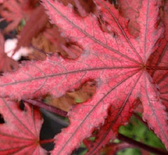 Purple Ghost Japanese Maple