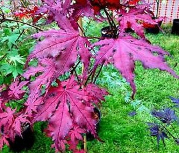 japanese purple ghost maple tree bonsai Purple Ghost Japanese Maple