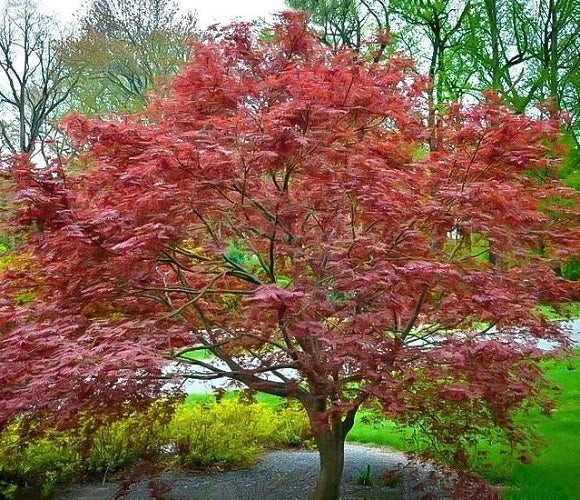 purple ghost bonsai tree Purple Ghost Japanese Maple