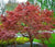 Purple Ghost Japanese Maple