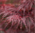 Red Dragon Weeping Japanese Maple