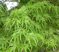 Seiryu Upright Laceleaf Japanese Maple