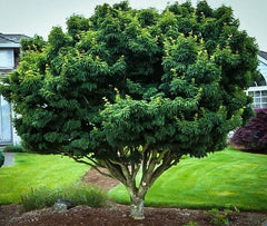 Shishigashira ( Lions Head ) Japanese Maple