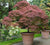 Tamukeyama Weeping Laceleaf Japanese Maple