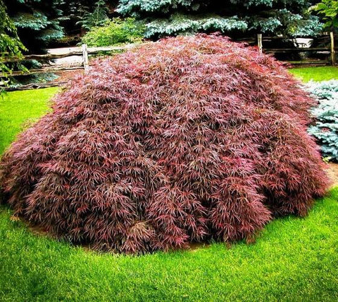 Tamukeyama Weeping Japanese Maple