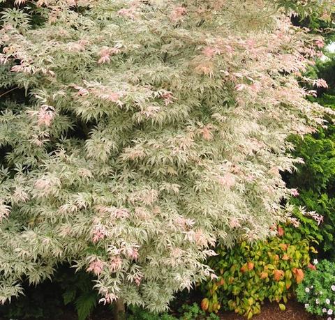 Floating Cloud ( Ukigumo ) Japanese Maple
