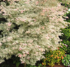 Floating Cloud ( Ukigumo ) Japanese Maple