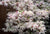Floating Cloud ( Ukigumo ) Japanese Maple